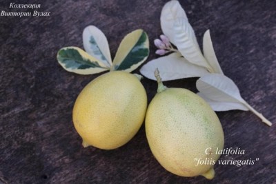 C. latifolia foliis variegatis3 - 